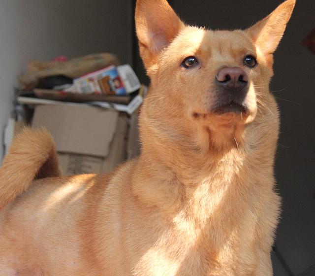 不要隨便打狗狗，否則后果會很嚴重