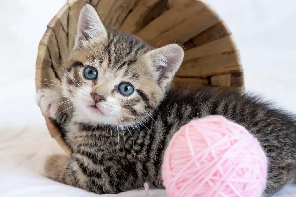 公貓和母貓的區別，你知道幾個？