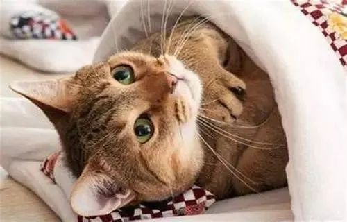 說出來你可能不信，貓咪過冬其實也有“南北差異”