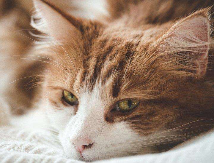 面對壞脾氣的貓咪我們該怎么辦呢？