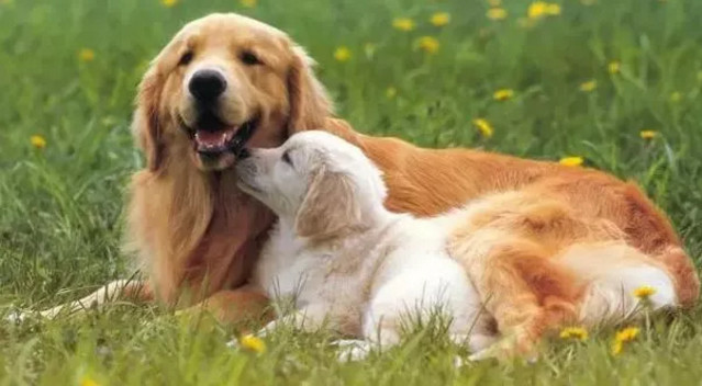 春季貓狗毛發滿天飛，如果是病理性掉毛，鏟屎官們要注意了！