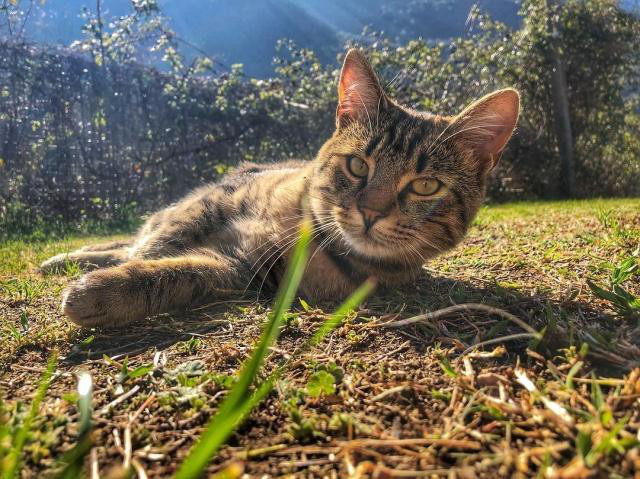 貓咪在春天容易感冒，平時應該注意什么呢？