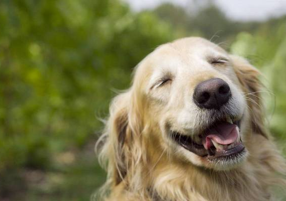 別再誤會狗狗了，它的這些行為，內心想法是這樣的