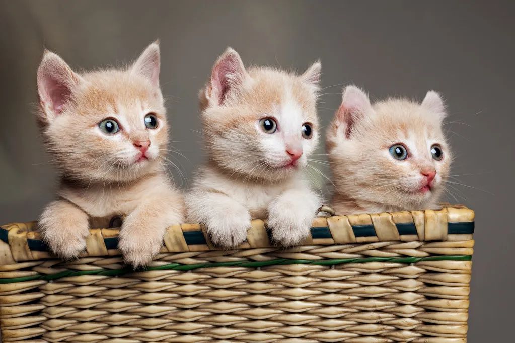 再生氣也不要打貓，告訴你為什么