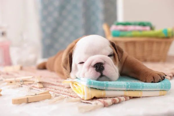 冬天給狗狗梳毛時總有靜電怎么辦？