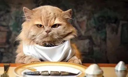 關于貓咪的5個“民間說法”，過于荒誕了