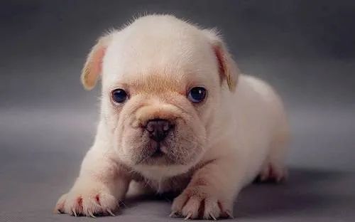 幼犬喂食的5個要點！小狗身體虛弱，主人可要注意了！